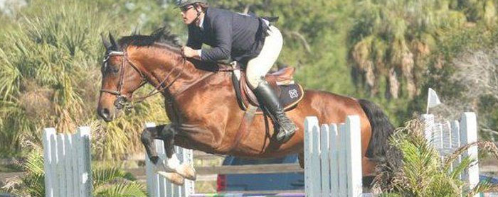 Horses for Sale in Ocala, Florida horses-for-sale-ocala
